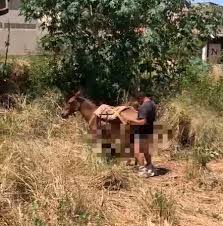 Homem é flagrado fazendo sexo com égua em Picos