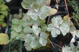 Columbine Aquilegia Spp Powdery Mildew Pacific Northwest Pest Management Handbooks