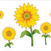 Bunga matahari atau biasa disebut sunflower tidak hanya memiliki bentuk mirip dengan matahari, tetapi pertumbuhannya juga sangat bergantung pada intensitas sinar matahari. 1