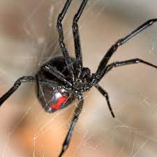 You wouldn't want to get bitten by poisonous spiders. Venomous Spiders In Us North America Debugged