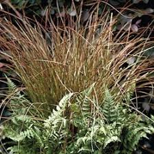 Image result for Carex brassii