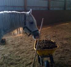 Pin On Horse Manure Management