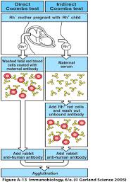 Image result for Indirect Coombs