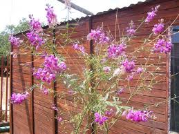 Image result for Polygala virgata