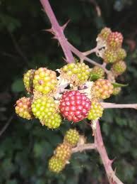 Image result for Rubus chapmanianus