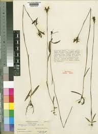 Image result for Platycoryne crocea