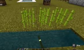 Where does sugarcane grow best in minecraft? How To Grow Sugar Cane In Minecraft Minecraft Sugar Cane Farm
