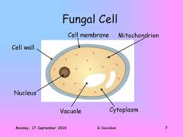 Improve your science knowledge with free questions in plant cell diagrams. National 5 Biology Cell Structure Mr G Davidson Ppt Download