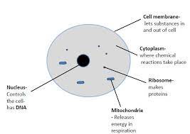 Cells Ks3