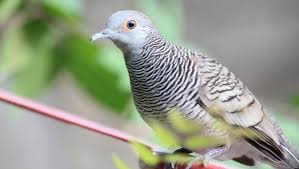 Check spelling or type a new query. 8 Tips Memilih Burung Perkutut Bangkok Yang Bagus Dan Bersuara Panjang Star Farm International