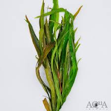 Image result for Hygrophila