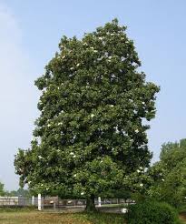 Magnolia trees are quintessentially more southern than any other tree. Magnolia S For Every Taste Gardening Austin