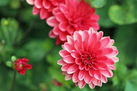 You can count on this bloomer to show off all summer long in raised beds, containers, or directly in the ground. The 19 Best Perennials For Late Summer Color Gardener S Path