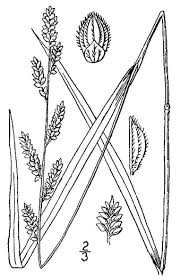 Image result for Echinochloa colona