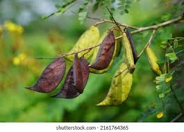 Image result for Caesalpinia sappan