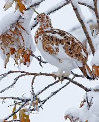 Check spelling or type a new query. Alaskan State Bird Willow Ptarmigan Blending In With Winter Landscape Eyebleach