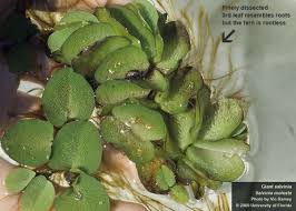 Image result for Salvinia hastata