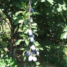 Tree seedlings 6 to 12 inches are sold in units of 50 trees for each variety.check out the list below to determine the varieties that will work well in your climate. Stanley Plum Tree Fruit Tree Nursery Turkey