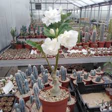 Visit bach's greenhouse cactus nursery in tucson, arizona today enjoy a tour of our beautiful plants. Adenium Obesum Cv Snow King Gepfr Uhlig Kakteen More Than 5 000 Different Species