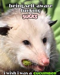 are possum memes what imgur wants? - Album on Imgur