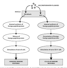 Industrial Scale Production Of Plasmid Dna For Vaccine And