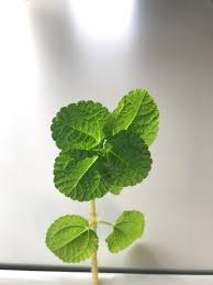 Image result for Pilea rivularis