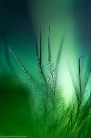 Shades Of Gary Green Nature Shades Of Green Flowers Photography