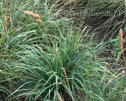 Image result for Dactylis