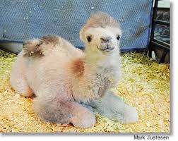 How do camels adapt to their environment? Jkq Club Iium Quick Facts About Camel