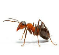 Pest control personnel cannot treat every pest issue the same way, as every pest has a different biological makeup, food source and habitat. Alm Exterminating Servicing Pest Control Commack Ny