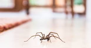 Often identified by a dark brown violin shape on its back, the brown recluse spider is predominantly found. How To Help Get Rid Of Spiders Spider Control Tips Raid