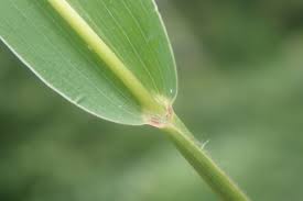 Image result for Setaria viridis