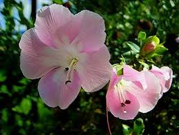 Image result for Barleria rotundifolia