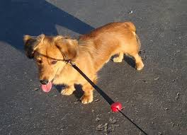 Black And Tan Shiba Inu Dachshund Mix Top 25 Corgi Hybrids Corgi Dachshund Corgi Cross Breeds Corgi Cross