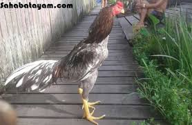 Dalam memilih ayam bangkok yang asli dari thailand,kita bisa menggunakan pedoman ciri fisik tersebut,jika hanya mengandalkan dari omongan,apalagi dari peternak ayam bangkok yang hanya ingin mendapatkan keuntungan yang berlimpah saja,jangan mudah percaya. Jenis Jenis Ayam Bangkok Klawu Yang Ada Di Indonesia Toko Online Perlengkapan Ayam Laga Ayam Bangkok Ayam Petarung Ayam Aduan Ayam Filipin