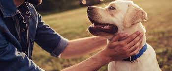 Herbert issued a stay safe, stay home directive to all the governor's executive order expired on may 1, 2020 and was replaced by volume 2 of the utah leads what does the stay at home directive mean? Home Veterinarian In Lehi Ut Lehi Animal Hospital