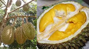 Pohon durian rontok daun dan cara mengatasinya. 12 Tips Agar Durian Berbuah Lebat Besar Dan Berkualitas Tinggi Berita Pertanian Mitalom