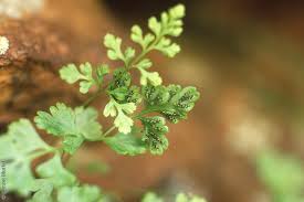 Image result for Anogramma leptophylla