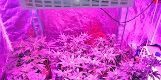 Best place is where there is indirect/filtered sunlight. Best Led Grow Lights Guide For Growing Marijuana Ilgm