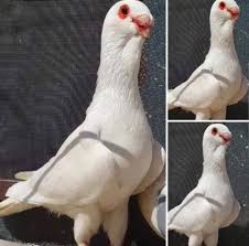 Pin By Verner Whittle On Makes Me Smile Pigeon Doves Bird
