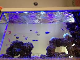 Jasa Pembuatan Aquarium Laut Di Green Lake Jakarta Barat Aquarium Air Tawar Aquarium Air Tawar