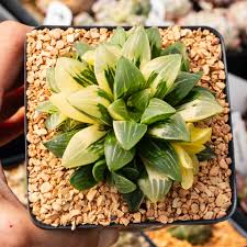 Image result for Hedbergia