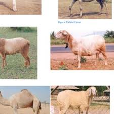 Please quate 500 live goat , 20kg and above per calender month to be shipped sea or air to cif kuala lumpur malaysia. Pdf Effect Of Climate Changes On Livestock Productivity