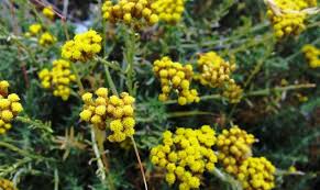 Di colore giallo, veniva usata in passato come chewing gum anche per la sua . Fiori Gialli Macchia Mediterranea