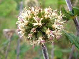 Image result for Monopsis stellarioides