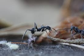 ants get rid of tips and home remes