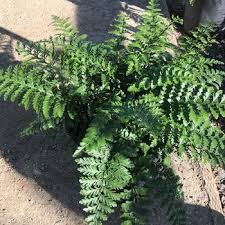 Image result for Asplenium laurentii