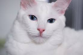 Beberapa kucing putih menderita penyakit tuli bawaan yang disebabkan oleh degenerasi dari telinga bagian dalam. Benarkah Kucing Putih Bermata Biru Tidak Bisa Mendengar Cari Tahu Supaya Lebih Mengerti Kucing Kesayangan Semua Halaman Bobo
