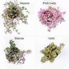 One of the most notable features of the succulent is the plants ability to reach up to 10 cm (4″) tall. Callisia Repens Family Care Myplantcare