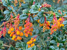 Image result for Berberis darwinii
